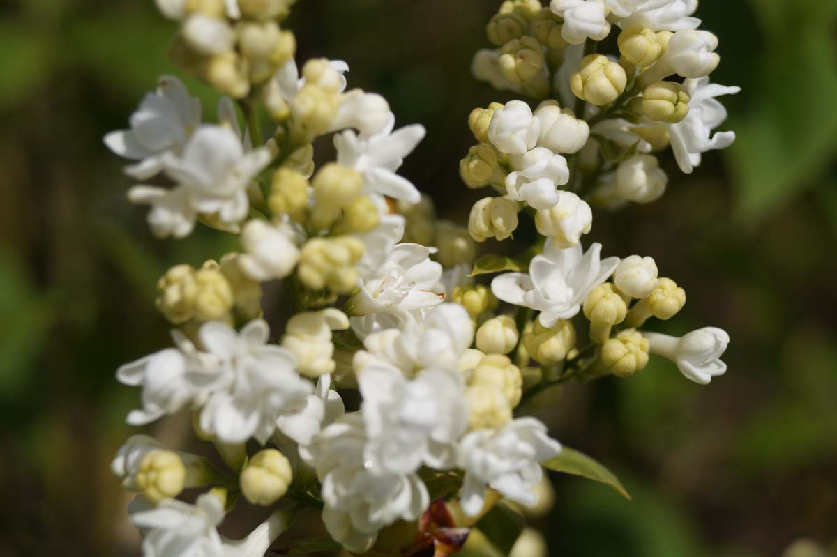 Syringa vulgaris 'Jeanne d'Arc' meerstammig / struik