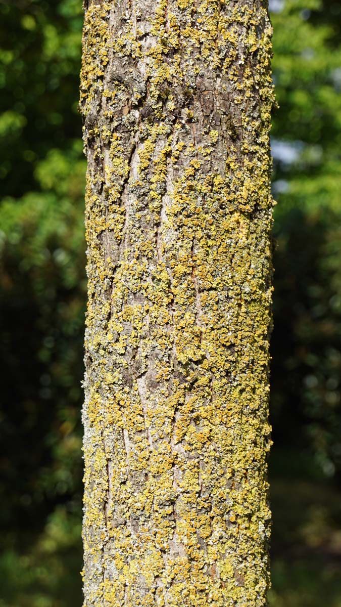 Ulmus 'Columella' leiboom bast