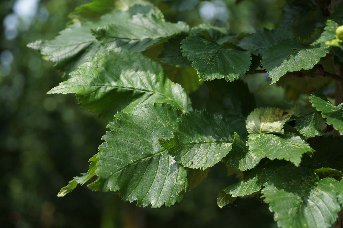 Ulmus 'Columella' leiboom blad