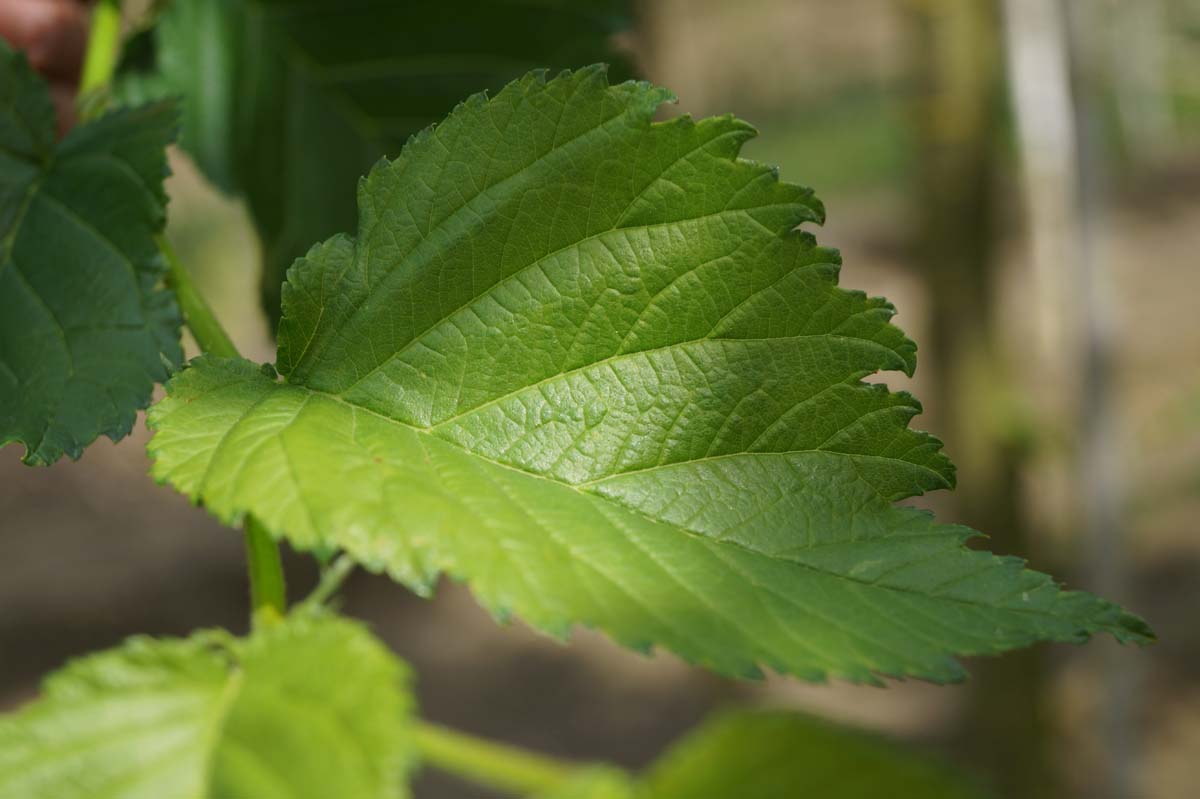 Ulmus 'Dodoens' Tuinplanten blad
