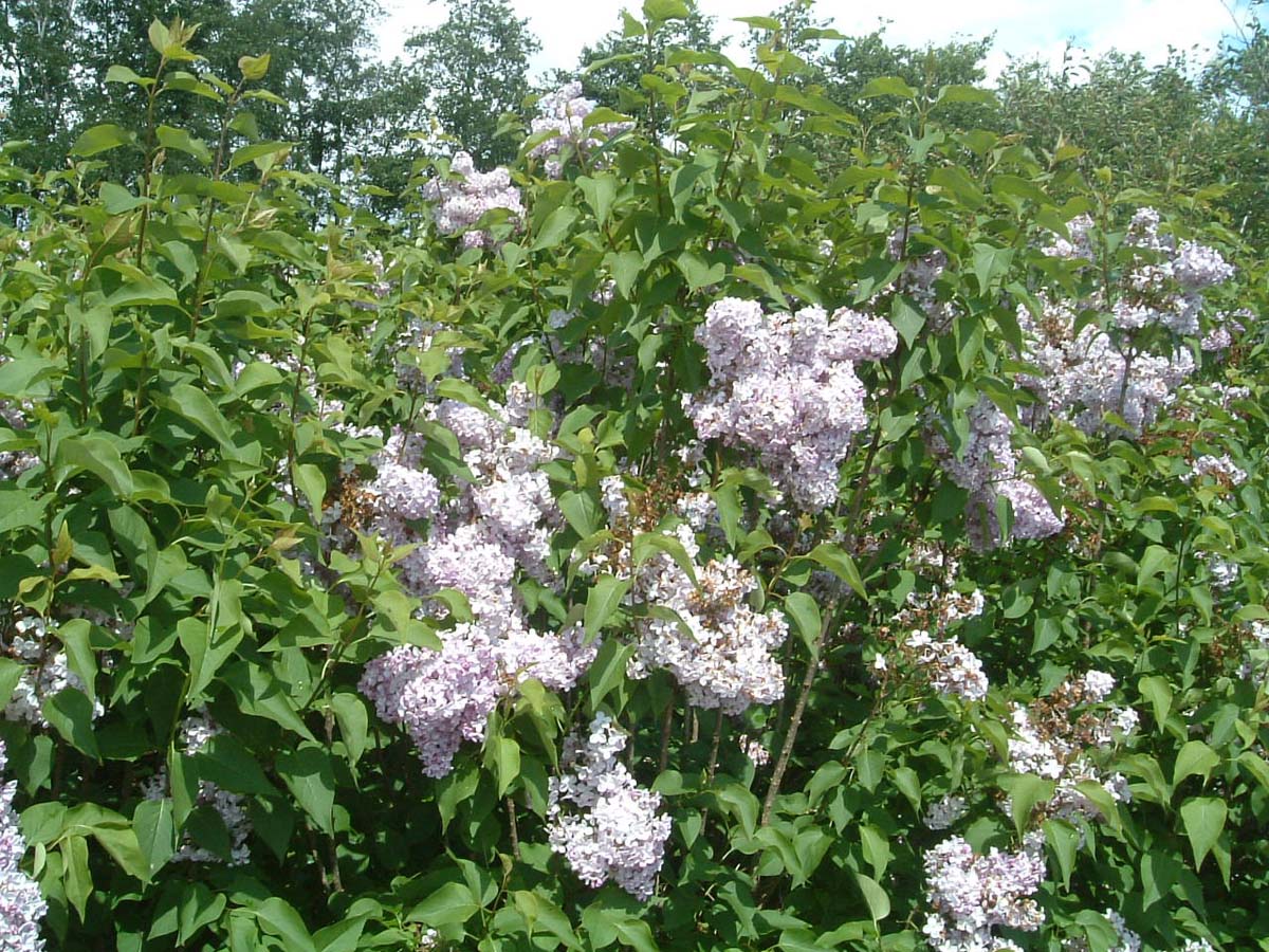 Syringa vulgaris 'Katherine Havemeyer' meerstammig / struik