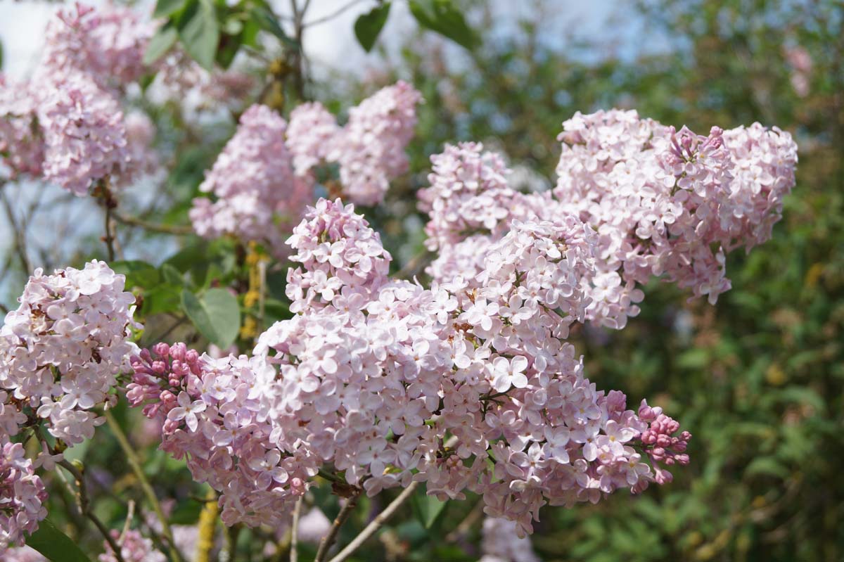 Syringa vulgaris 'Lucie Baltet' meerstammig / struik