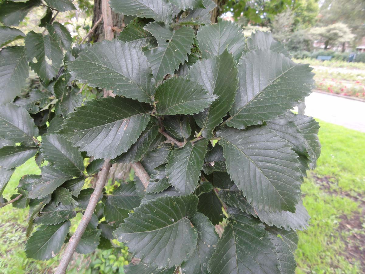 Ulmus hollandica 'Groeneveld' op stam