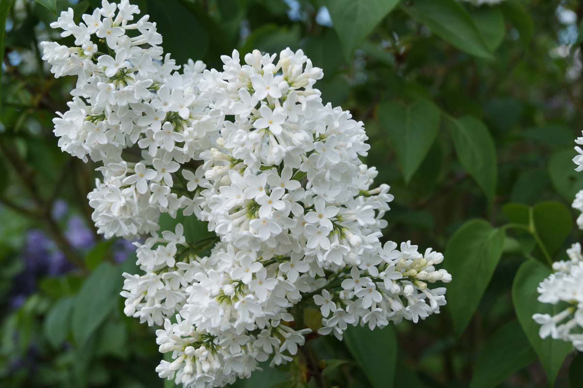 Syringa vulgaris 'Marie Legraye'