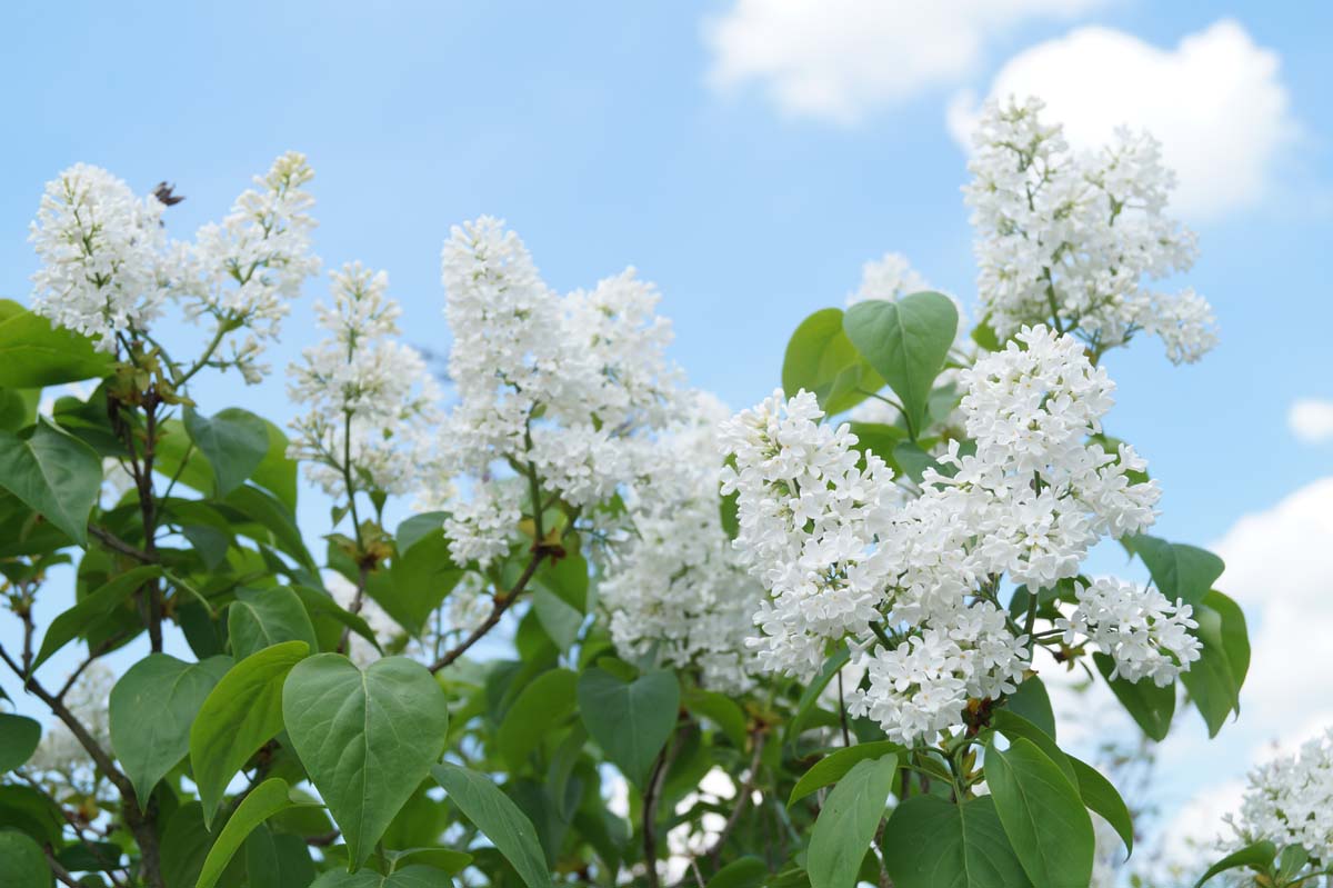 Syringa vulgaris 'Marie Legraye'