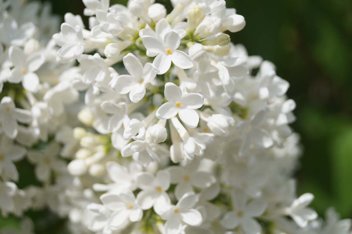 Syringa vulgaris 'Marie Legraye'