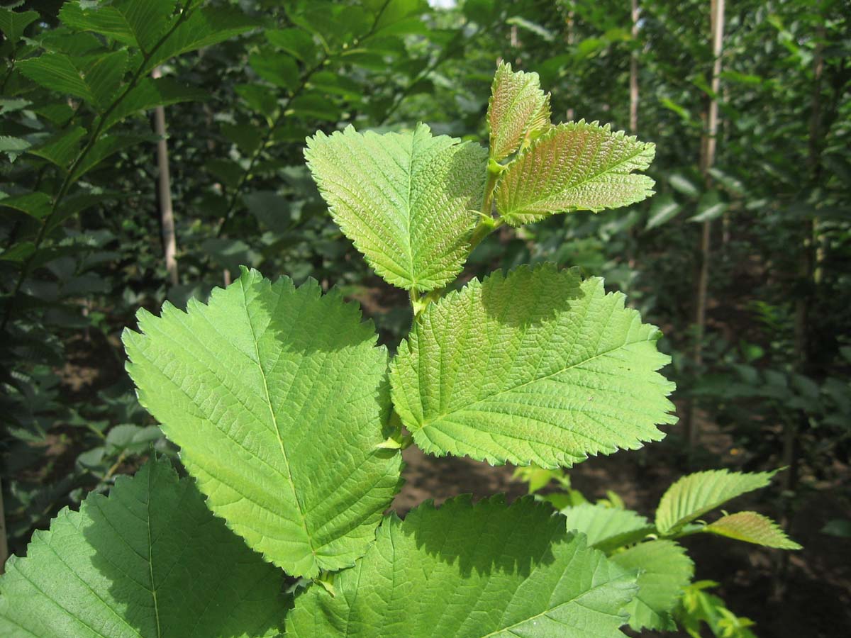 Ulmus 'Lobel' meerstammig / struik blad