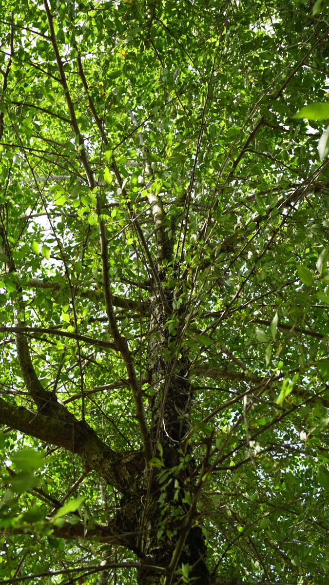 Ulmus minor op stam
