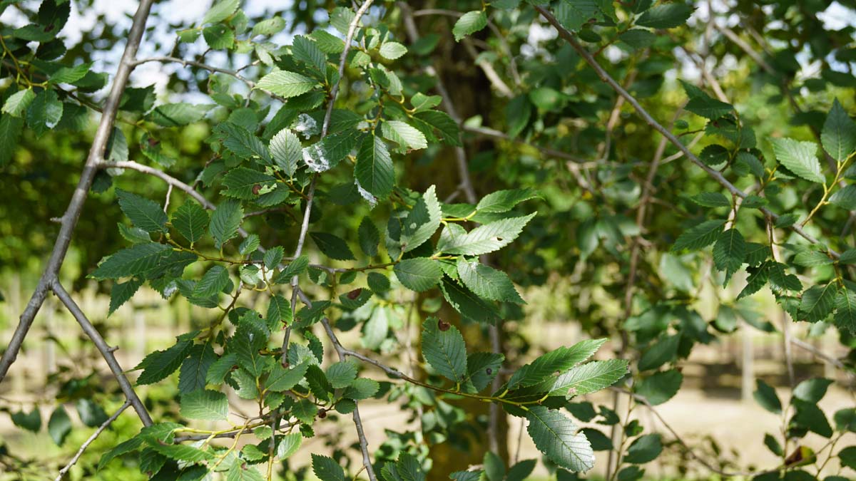 Ulmus minor op stam