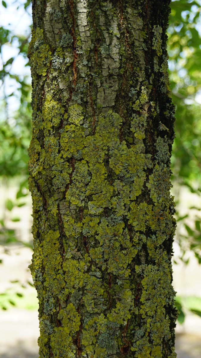 Ulmus minor op stam