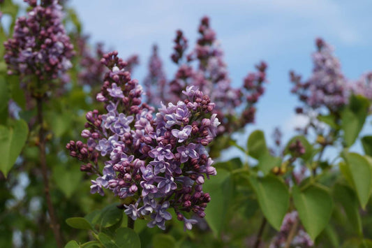 Syringa vulgaris 'Michel Buchner'