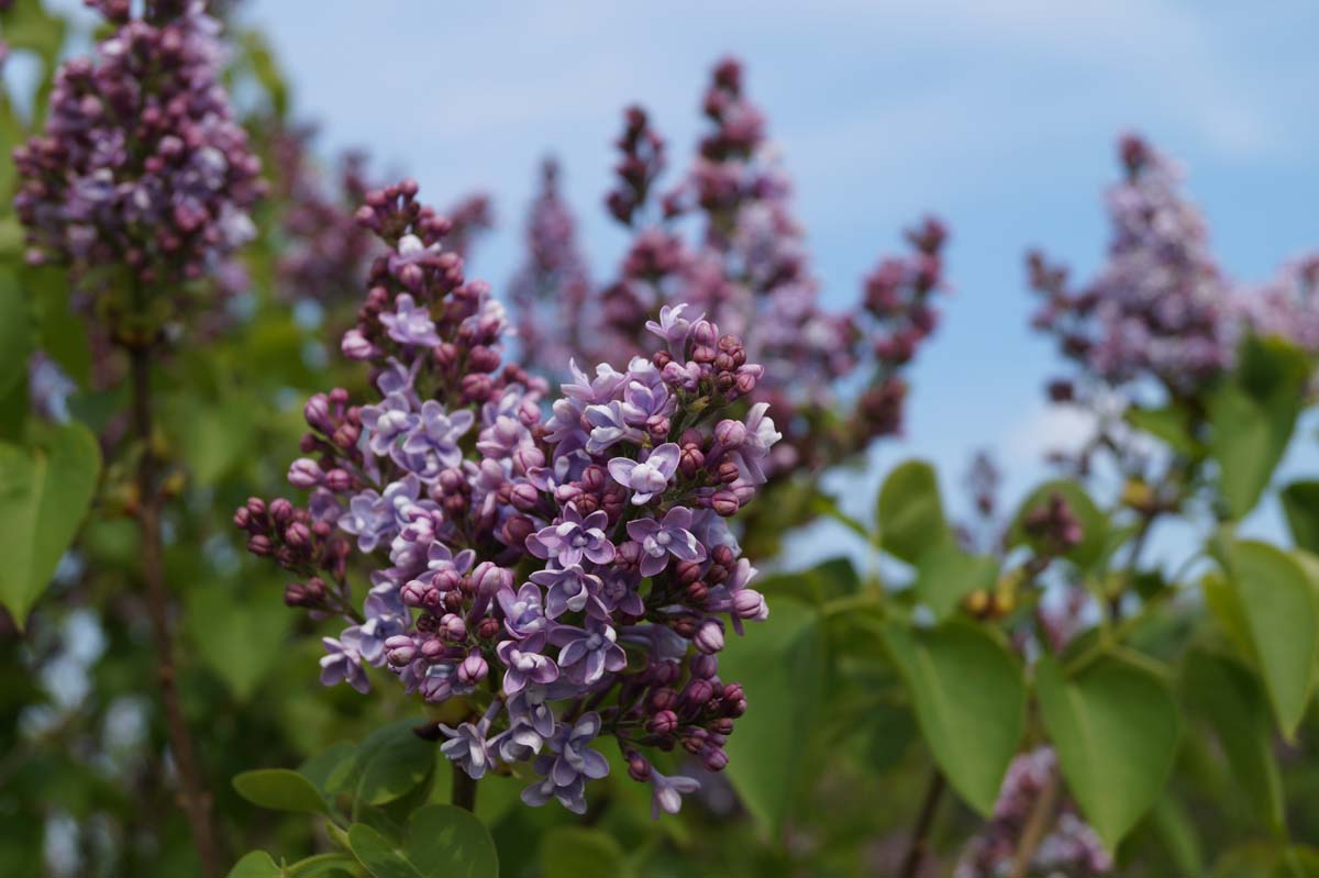 Syringa vulgaris 'Michel Buchner' op stam