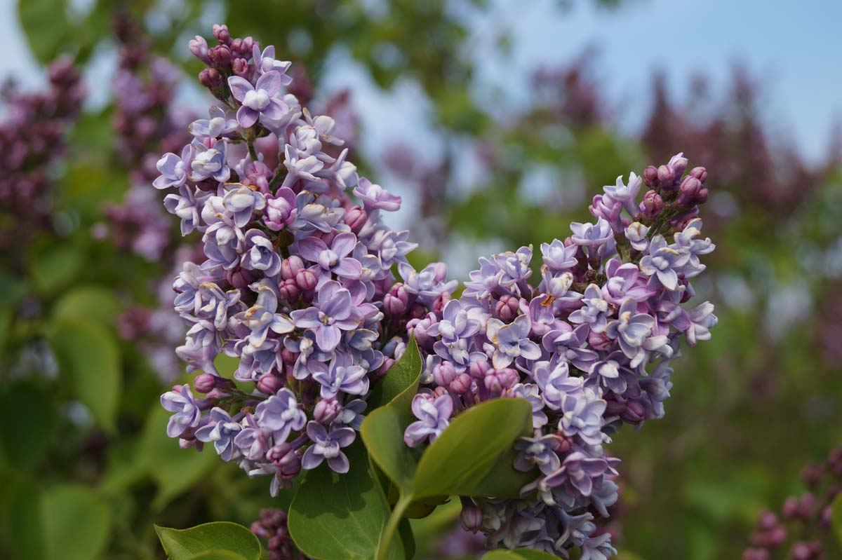 Syringa vulgaris 'Michel Buchner' meerstammig / struik