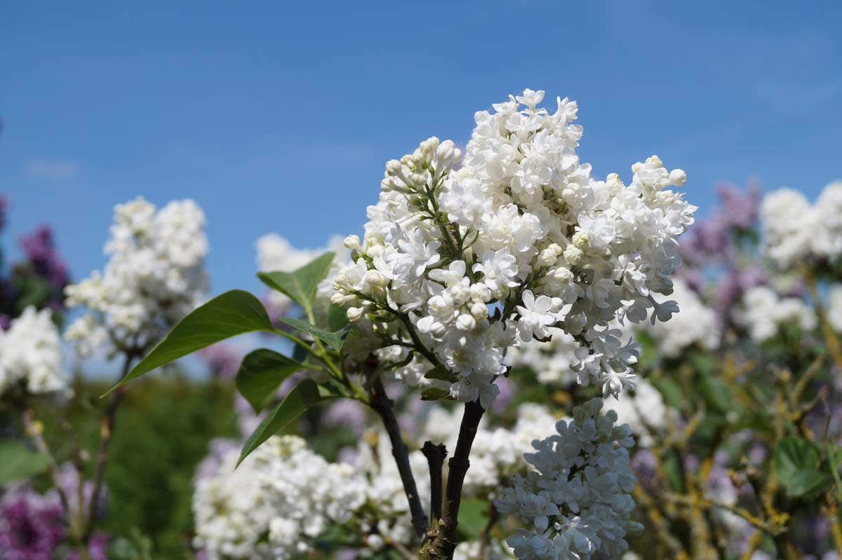 Syringa vulgaris 'Miss Ellen Willmott'