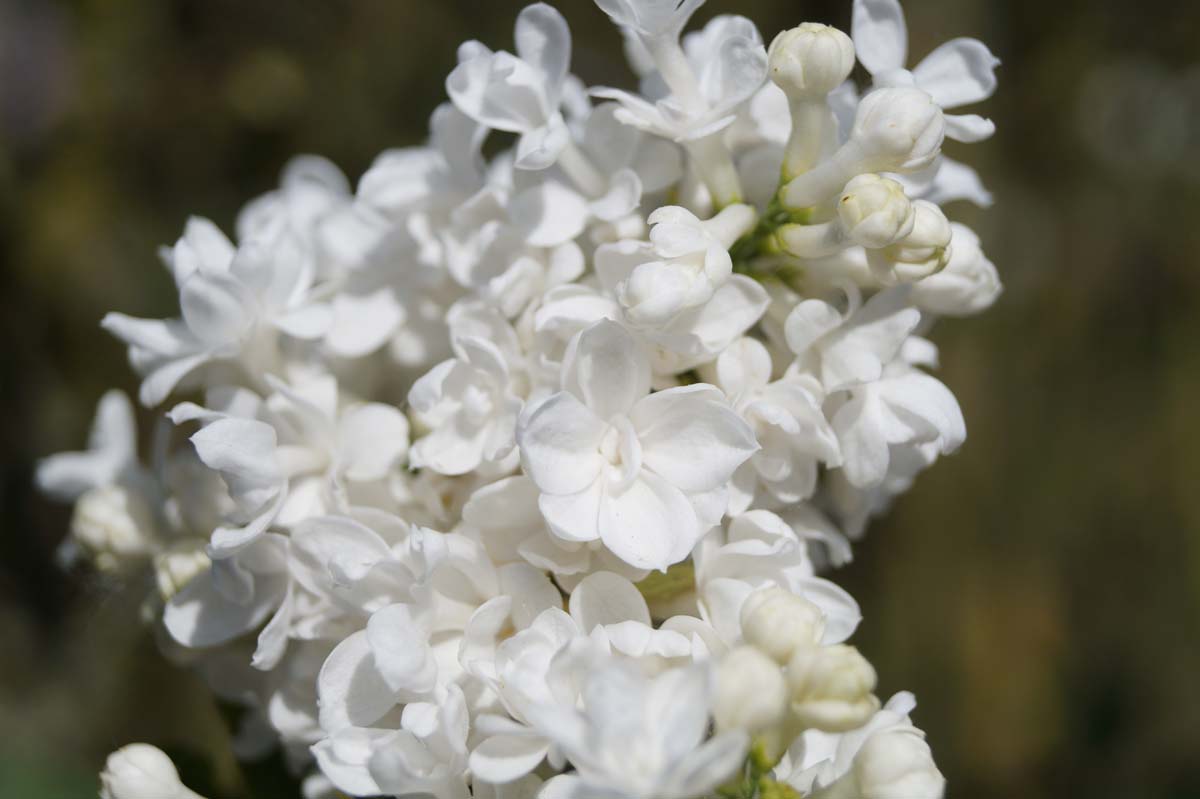Syringa vulgaris 'Miss Ellen Willmott'