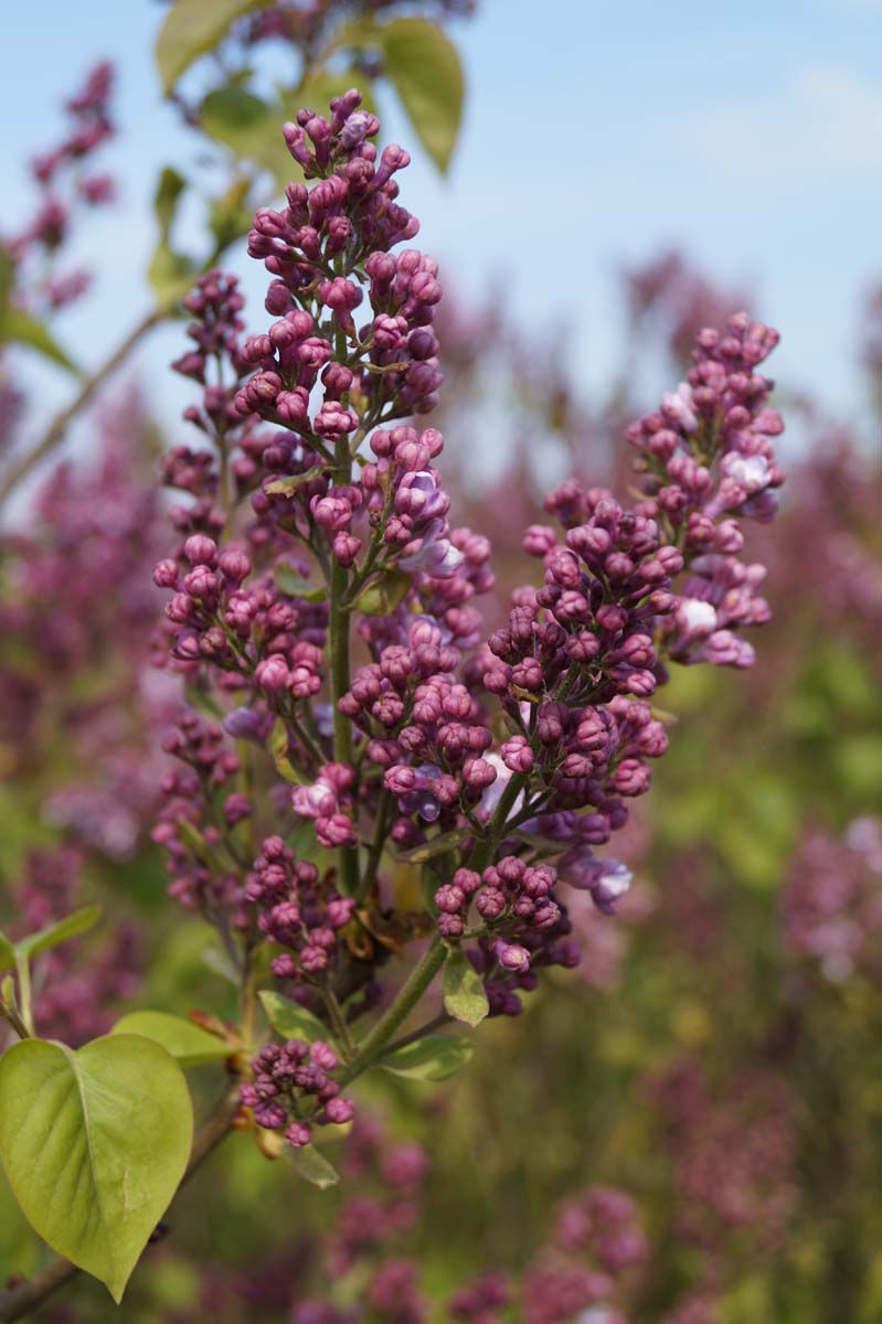 Syringa vulgaris 'Mme Antoine Buchner' op stam