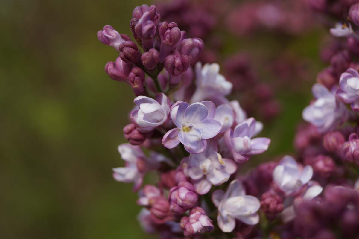 Syringa vulgaris 'Mme Antoine Buchner' op stam