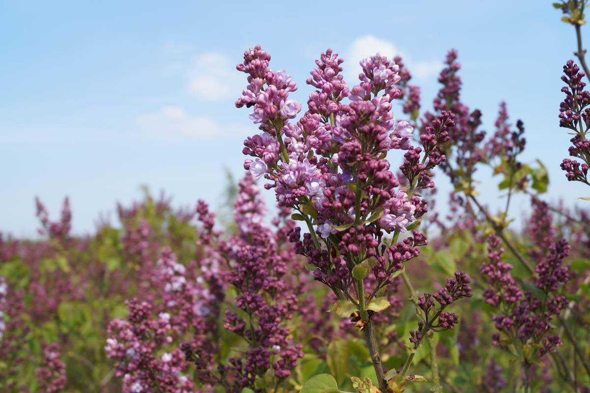Syringa vulgaris 'Mme Antoine Buchner' op stam