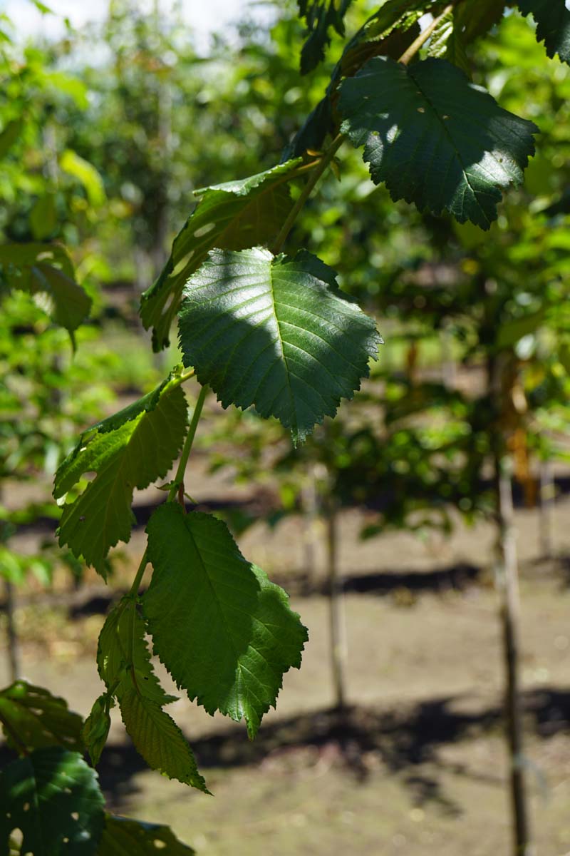 Ulmus minor suberosa op stam blad