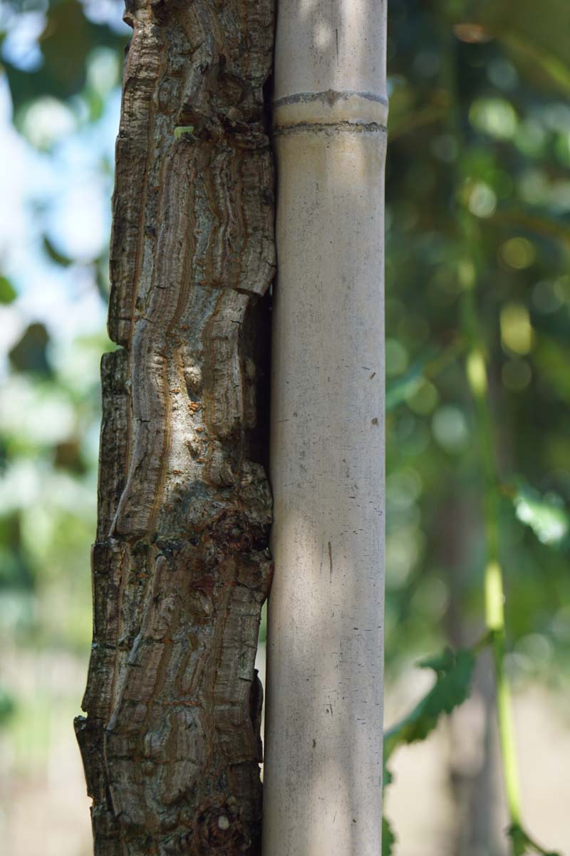 Ulmus minor suberosa meerstammig / struik bast