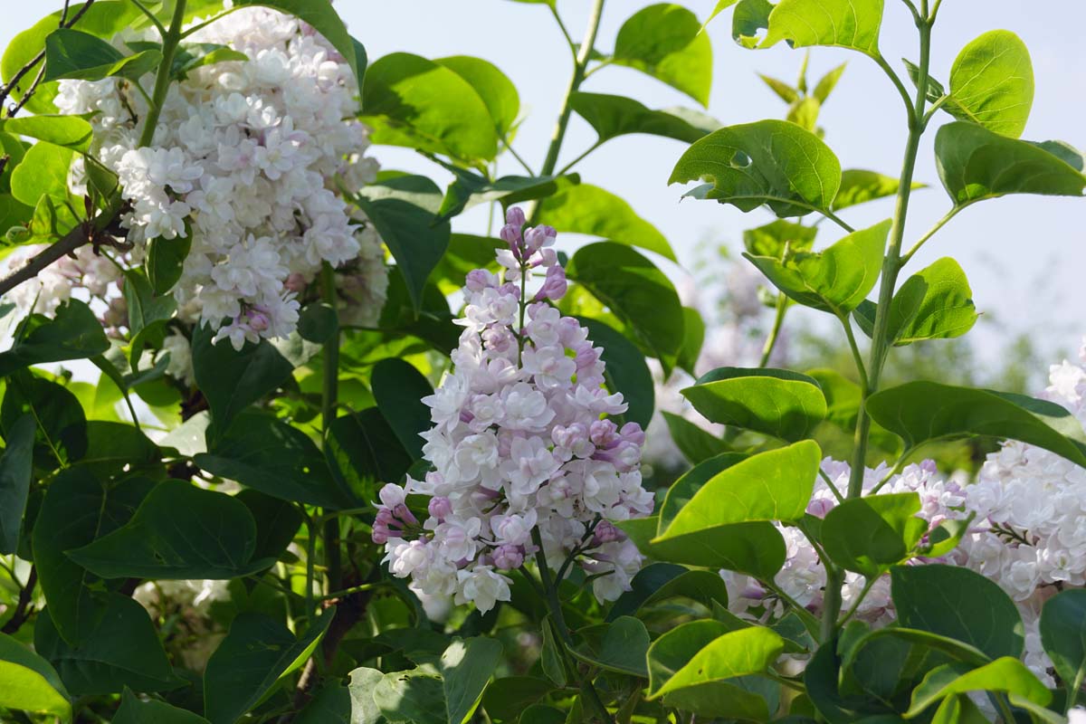 Syringa vulgaris 'Mme Lemoine' op stam