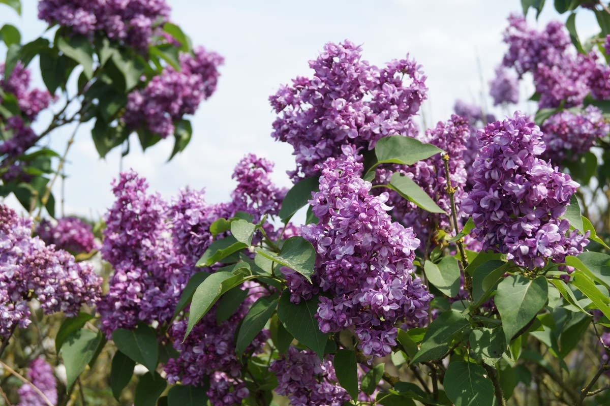 Syringa vulgaris 'Mrs Edward Harding' meerstammig / struik