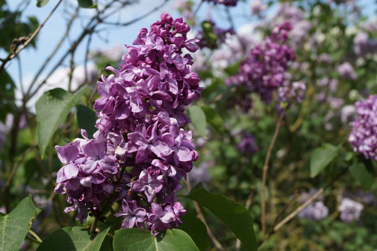 Syringa vulgaris 'Mrs Edward Harding' meerstammig / struik