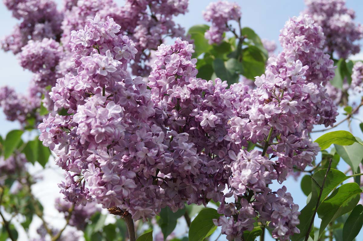 Syringa vulgaris 'Paul Deschanel' meerstammig / struik