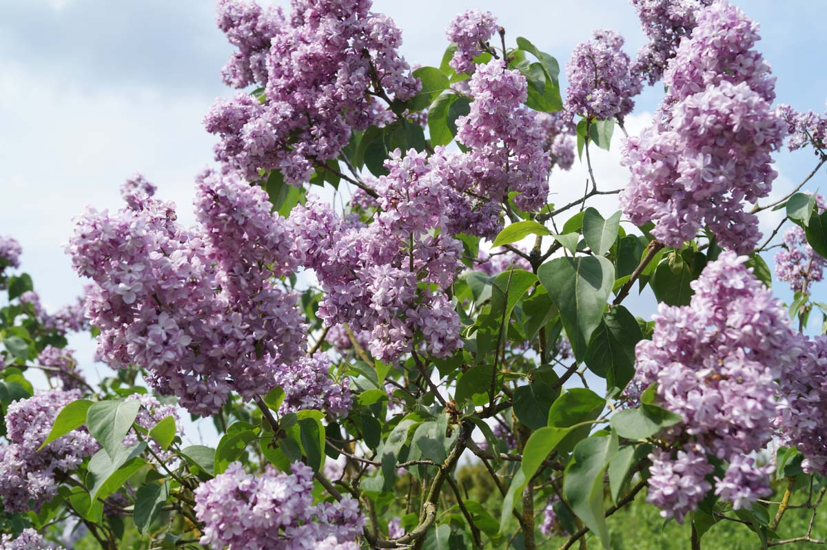 Syringa vulgaris 'Paul Deschanel' meerstammig / struik