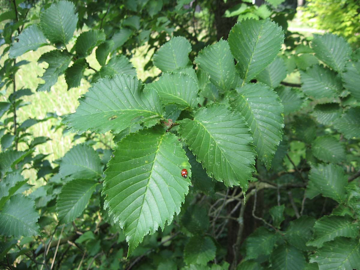 Ulmus 'Plantijn' op stam