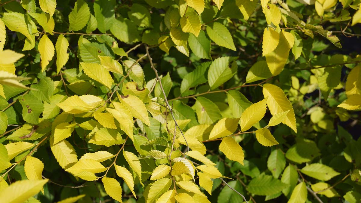 Ulmus parvifolia 'Aurea' meerstammig / struik
