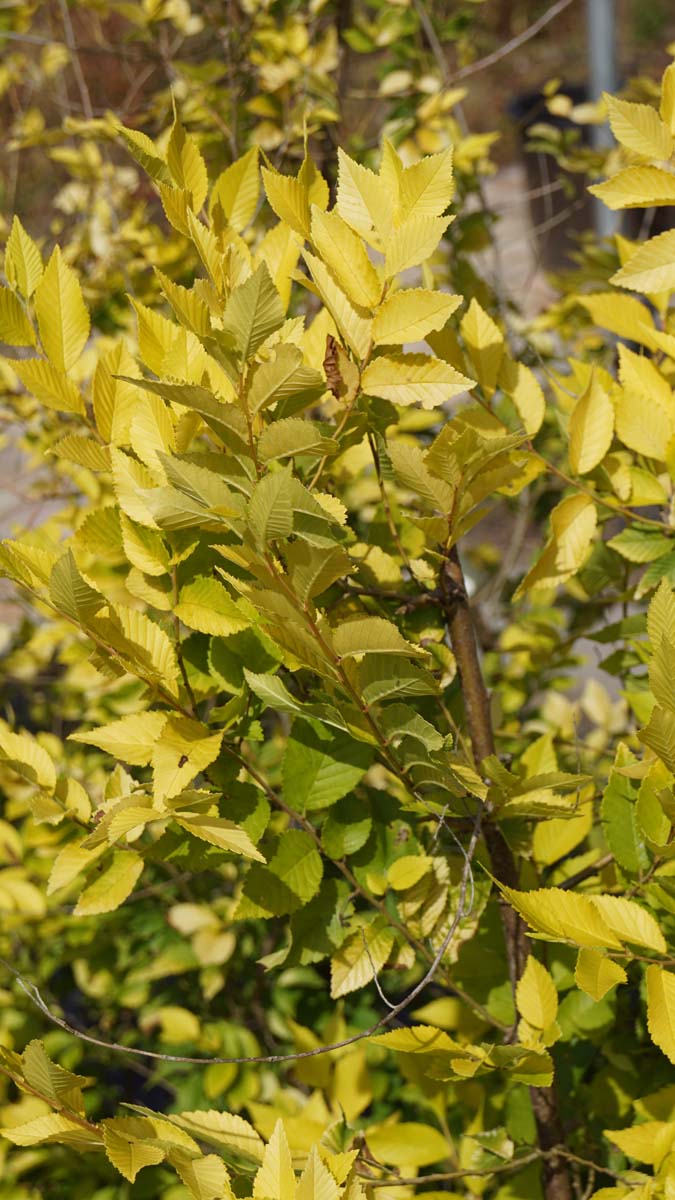 Ulmus parvifolia 'Aurea' meerstammig / struik