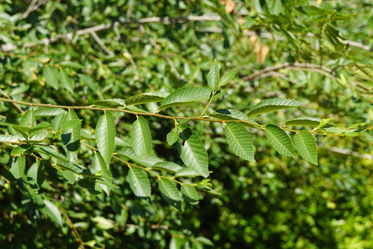 Ulmus pumila op stam