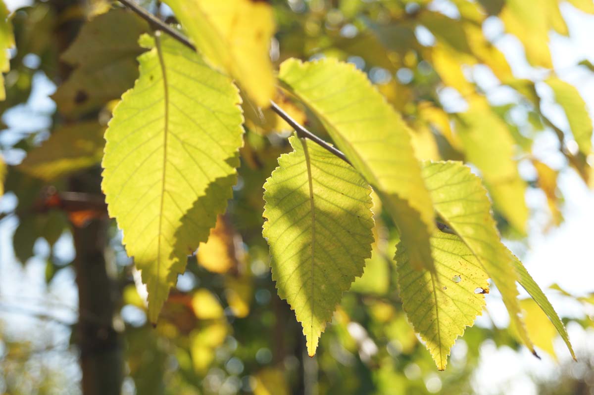 Ulmus 'Sapporo Autumn Gold' op stam herfstkleur