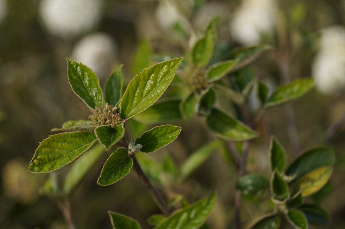 Viburnum 'Eskimo' solitair