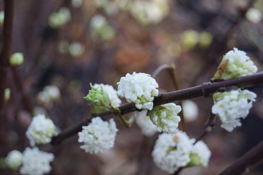 Viburnum farreri 'Candidissimum' Tuinplanten