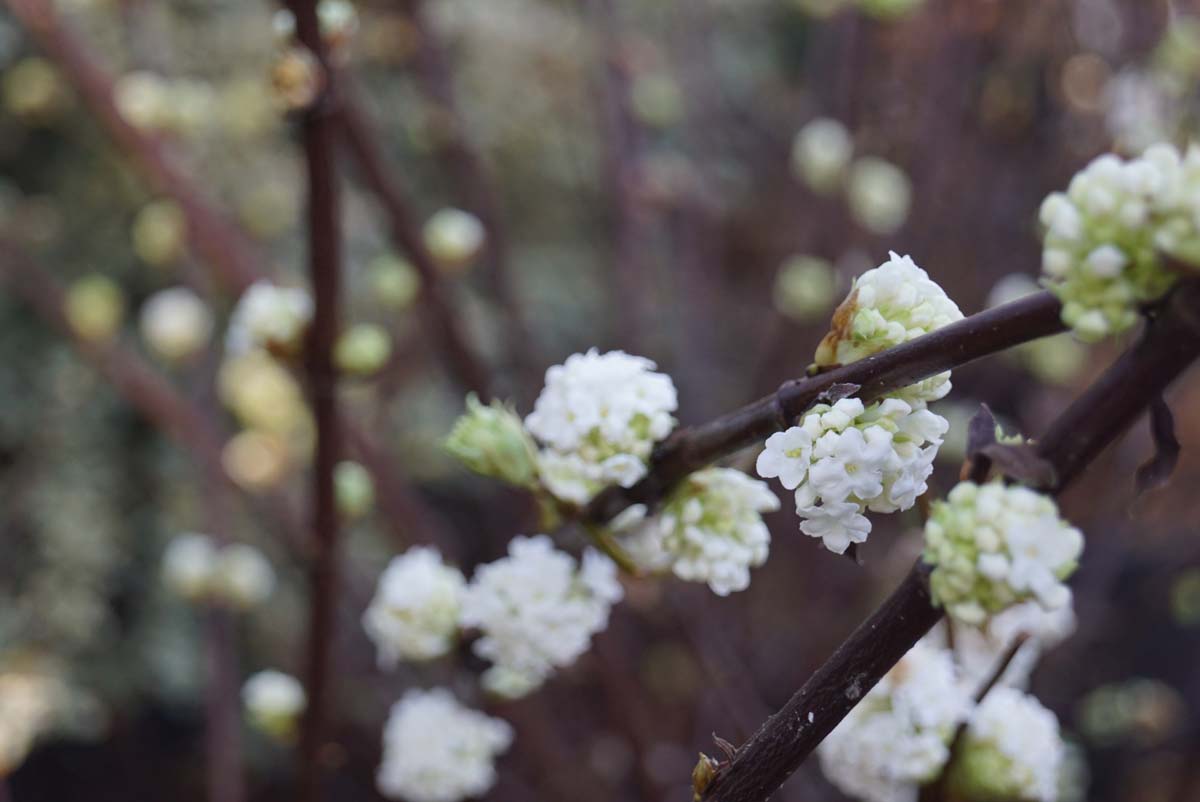 Viburnum farreri 'Candidissimum' Tuinplanten