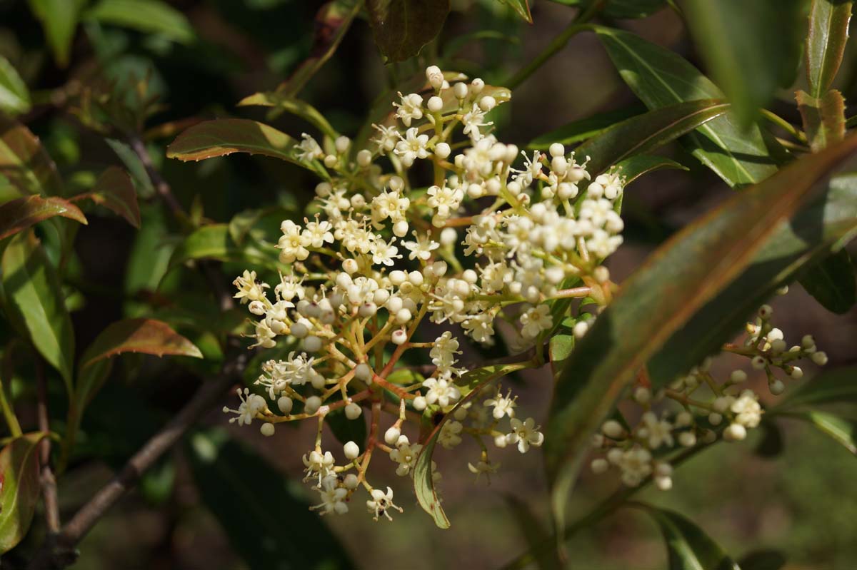 Viburnum henryi meerstammig / struik