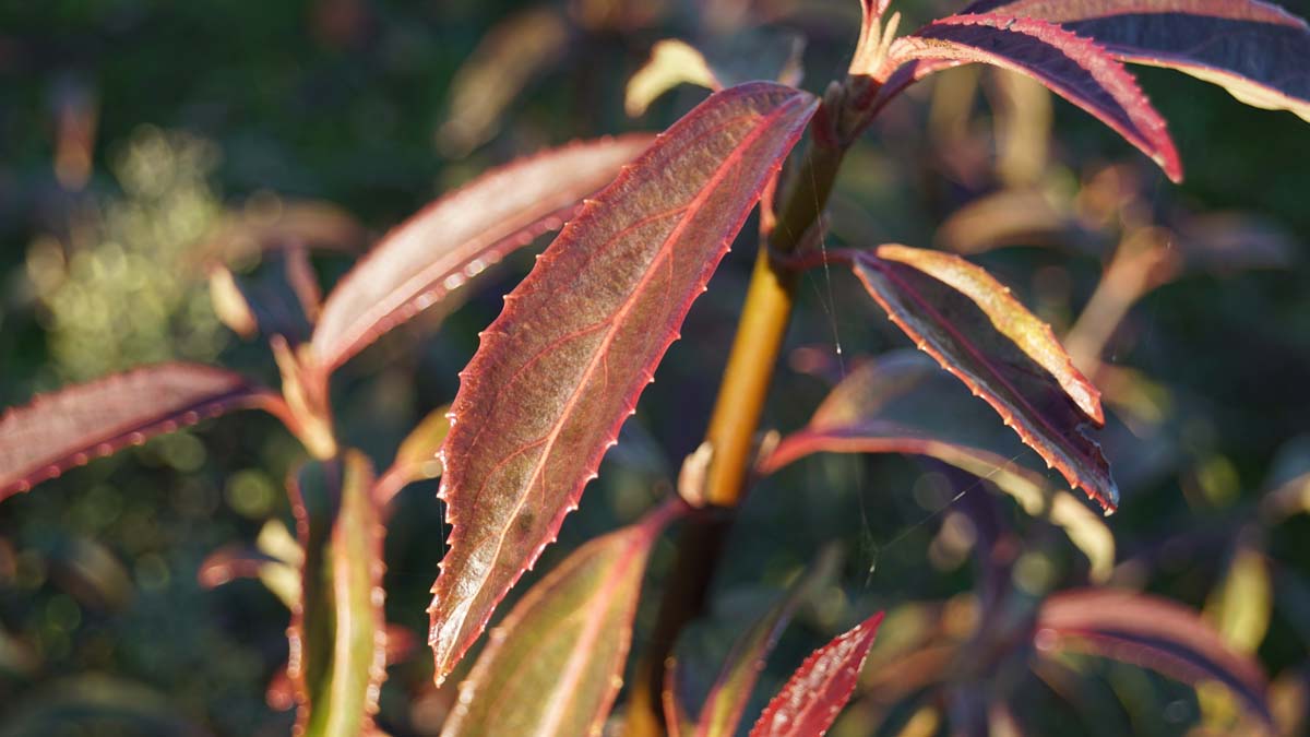 Viburnum henryi Tuinplanten
