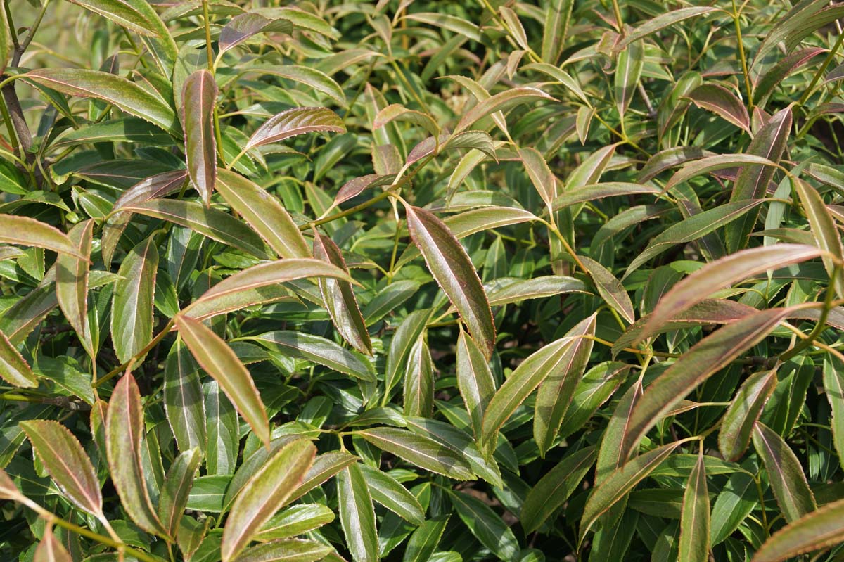 Viburnum henryi meerstammig / struik