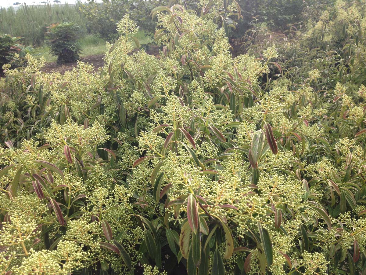 Viburnum henryi meerstammig / struik