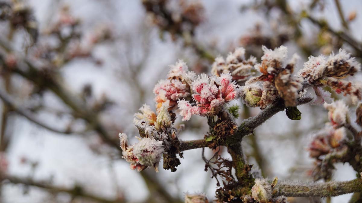 Viburnum bodnantense 'Charles Lamont' meerstammig / struik winter