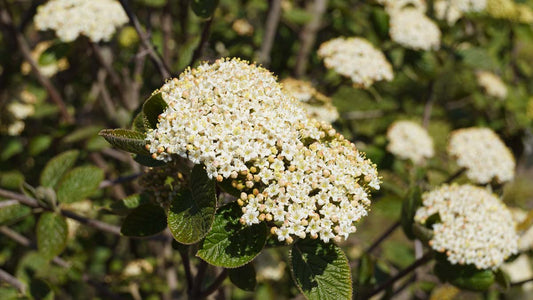 Viburnum lantana haagplant bloem