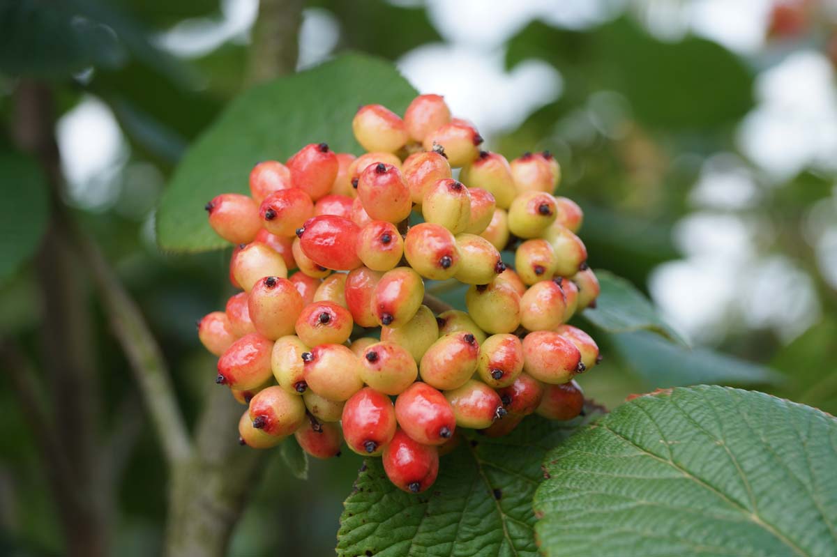 Viburnum lantana haagplant bes