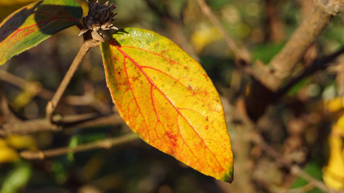 Viburnum burkwoodii Tuinplanten herfstkleur