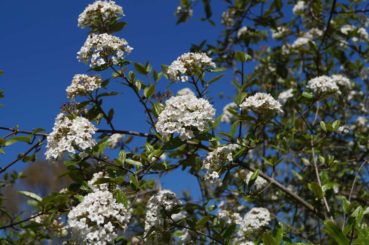 Viburnum burkwoodii Tuinplanten bloesem