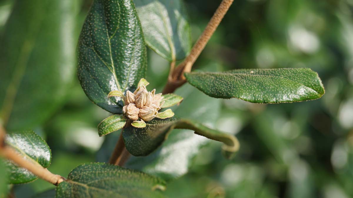 Viburnum burkwoodii Tuinplanten blad