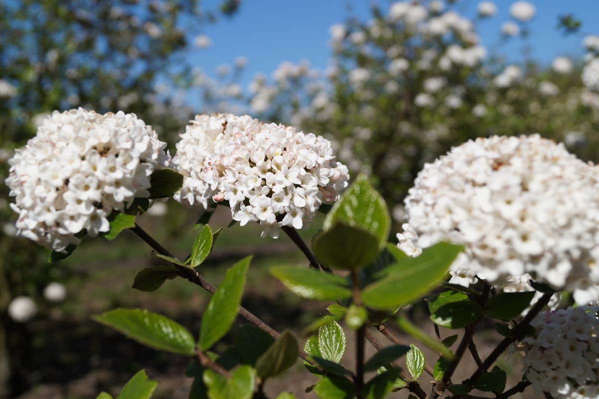 Viburnum burkwoodii 'Anne Russell' Tuinplanten