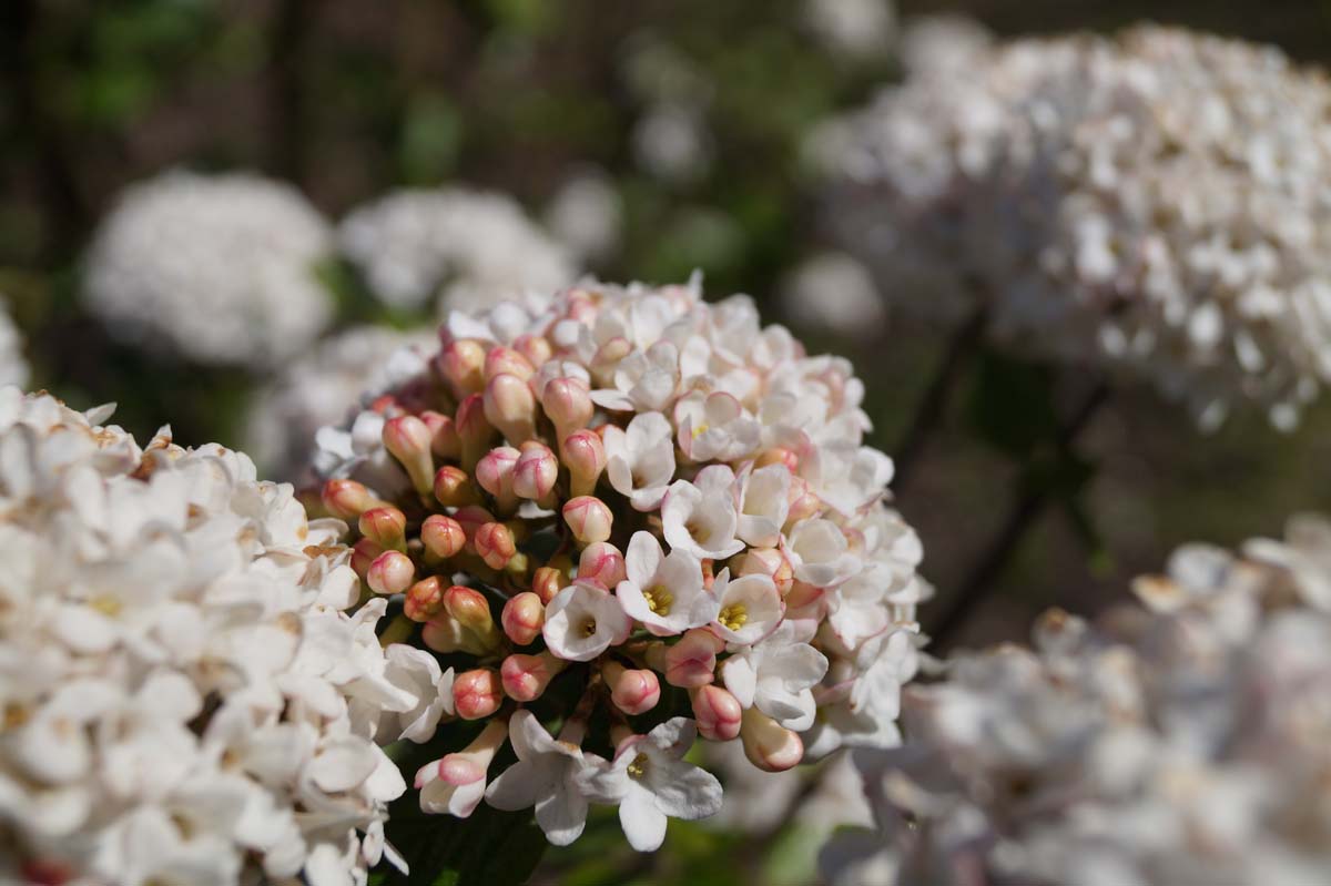 Viburnum burkwoodii 'Anne Russell' meerstammig / struik