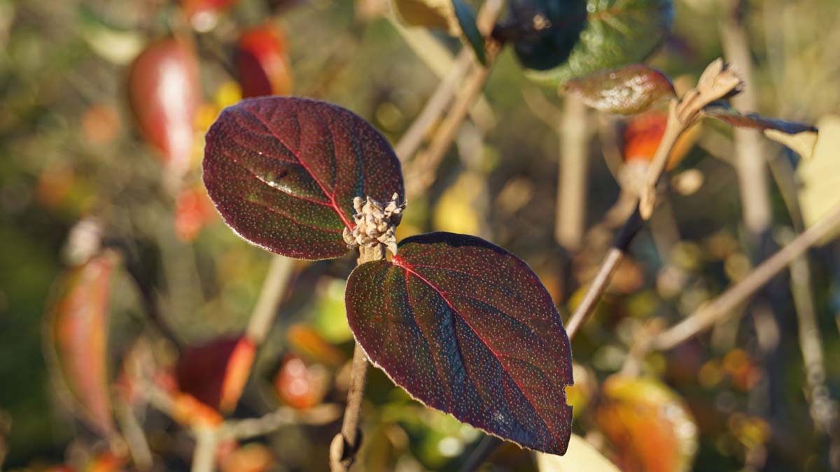 Viburnum burkwoodii 'Anne Russell'